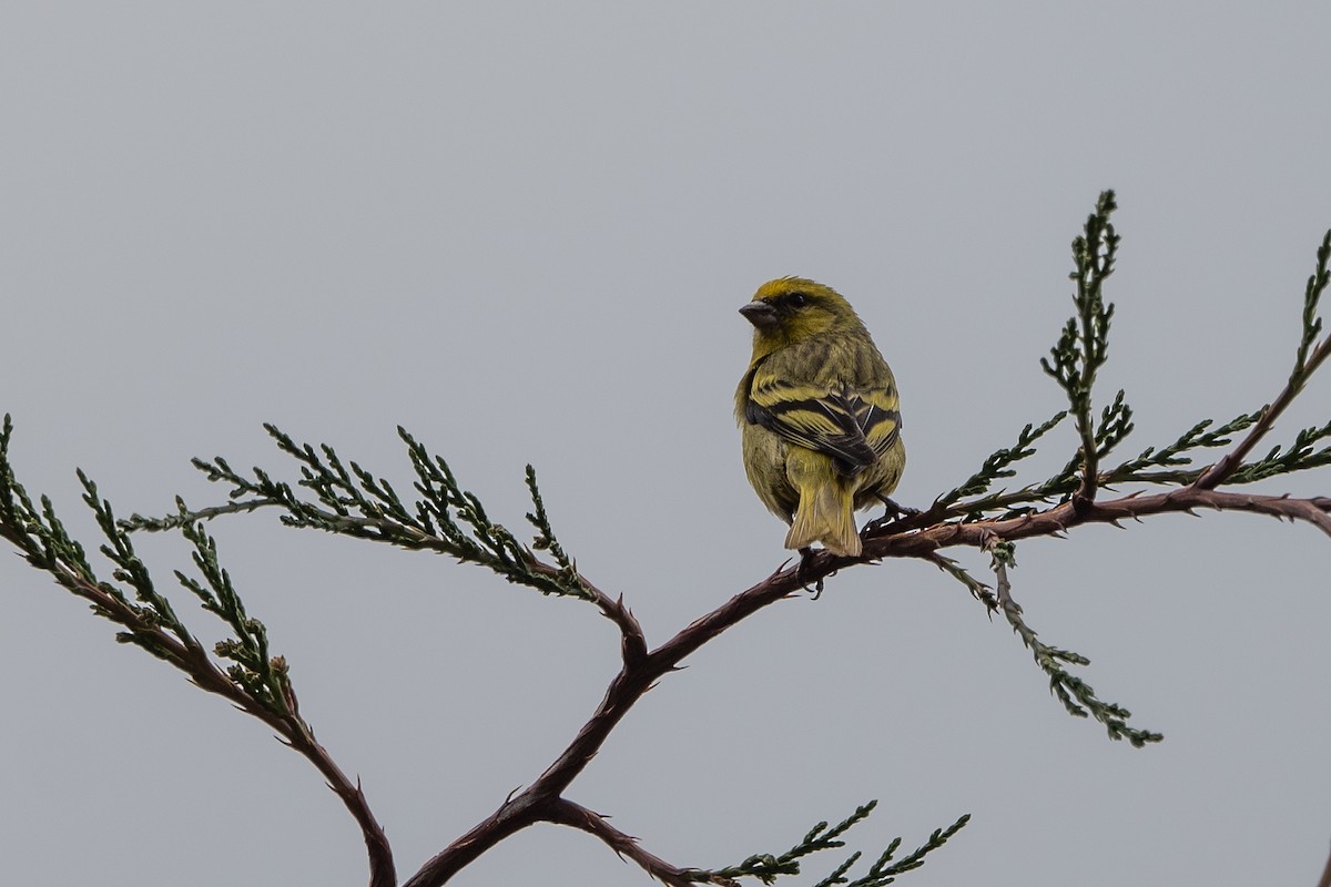 Yellow-crowned Canary - ML509570451