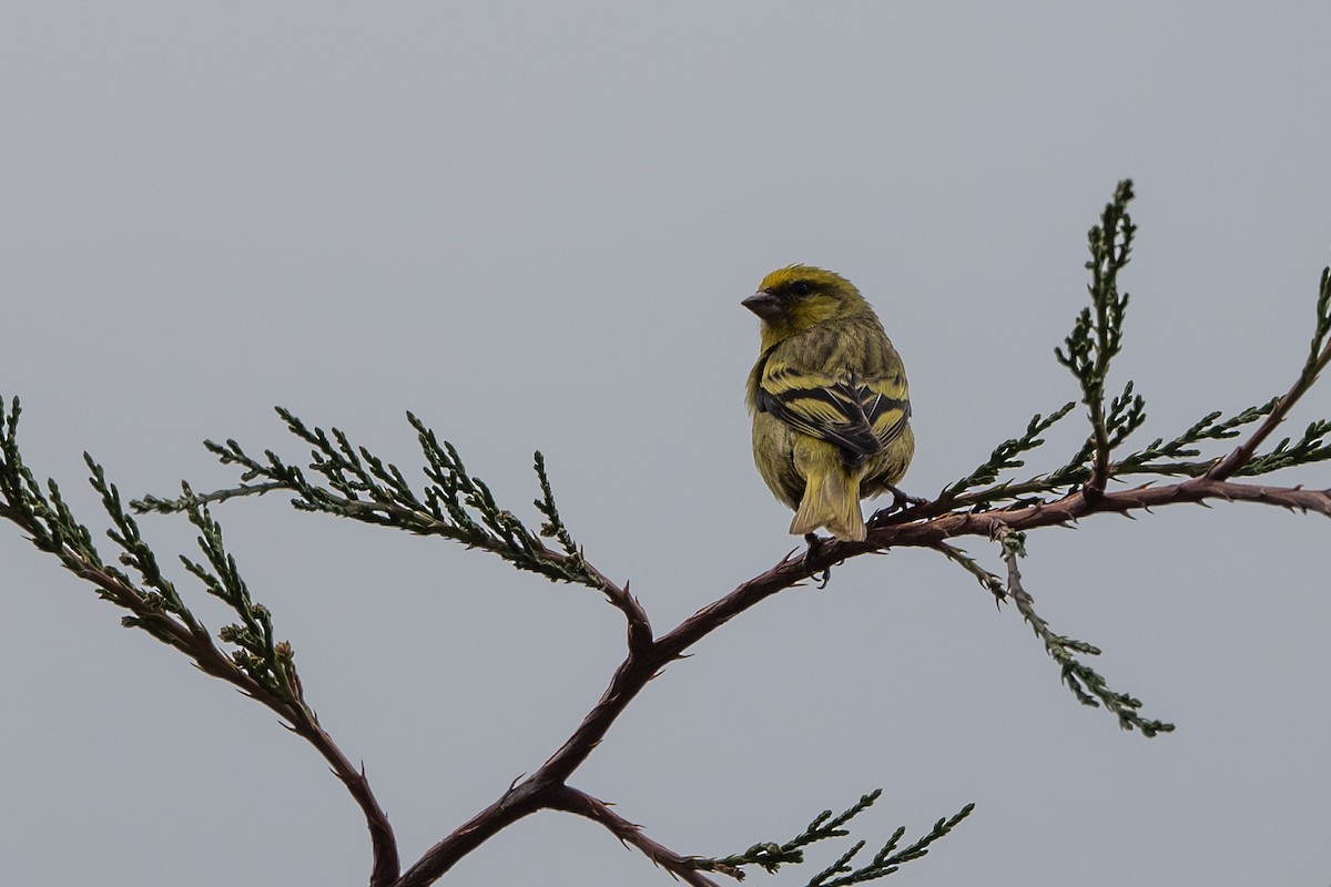 Yellow-crowned Canary - Stephen Davies