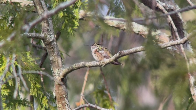 Broad-tailed Hummingbird - ML509571421