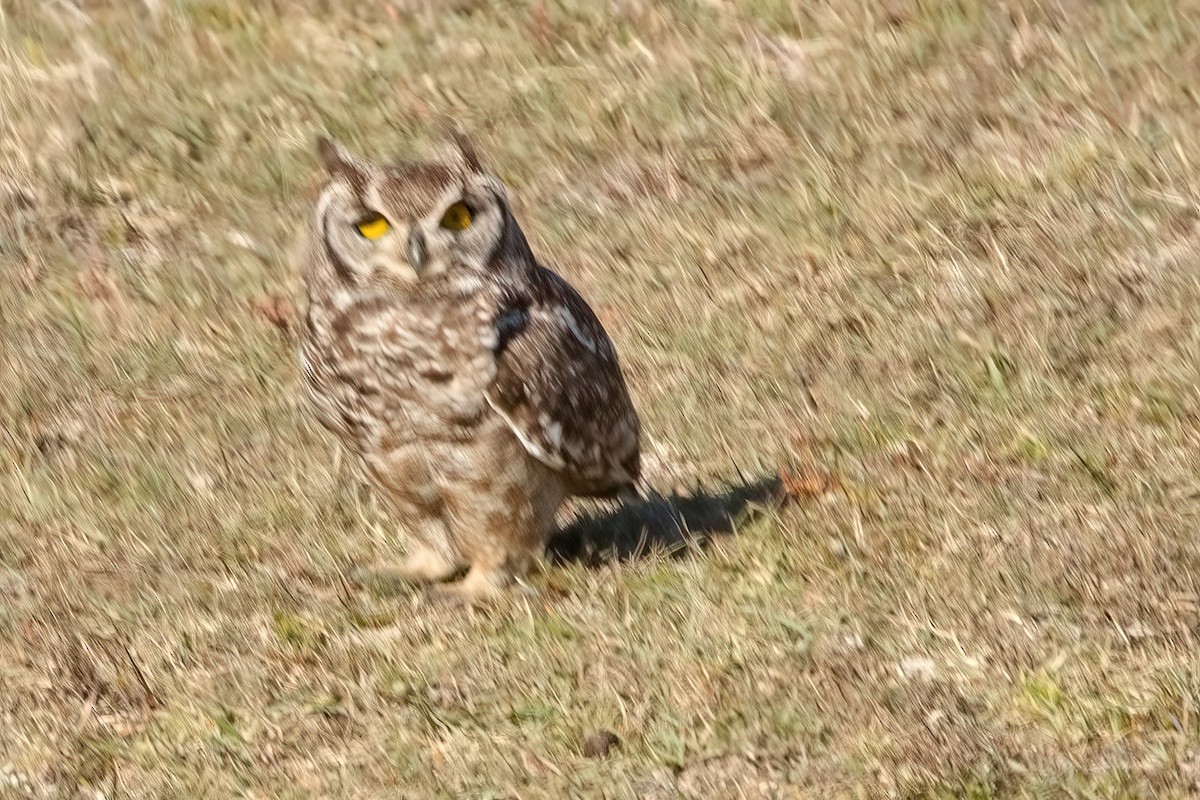 Spotted Eagle-Owl - ML509574791