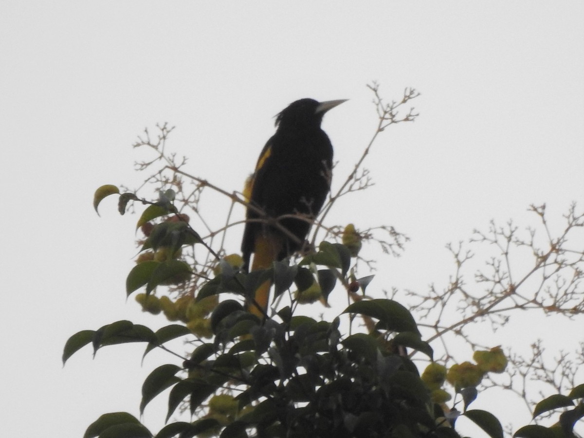 Yellow-winged Cacique - ML509576581