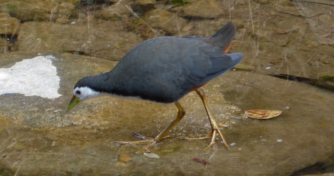 White-breasted Waterhen - Suzanne Cholette