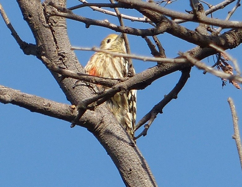Yellow-crowned Woodpecker - ML50958441