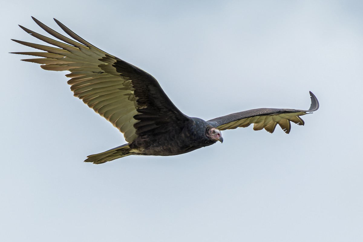 Turkey Vulture - Larry Hubble