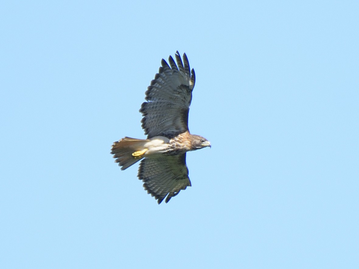Red-tailed Hawk - ML509586831