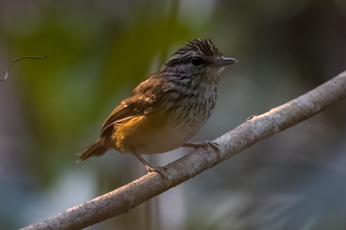 Rondonia Warbling-Antbird - ML509588791