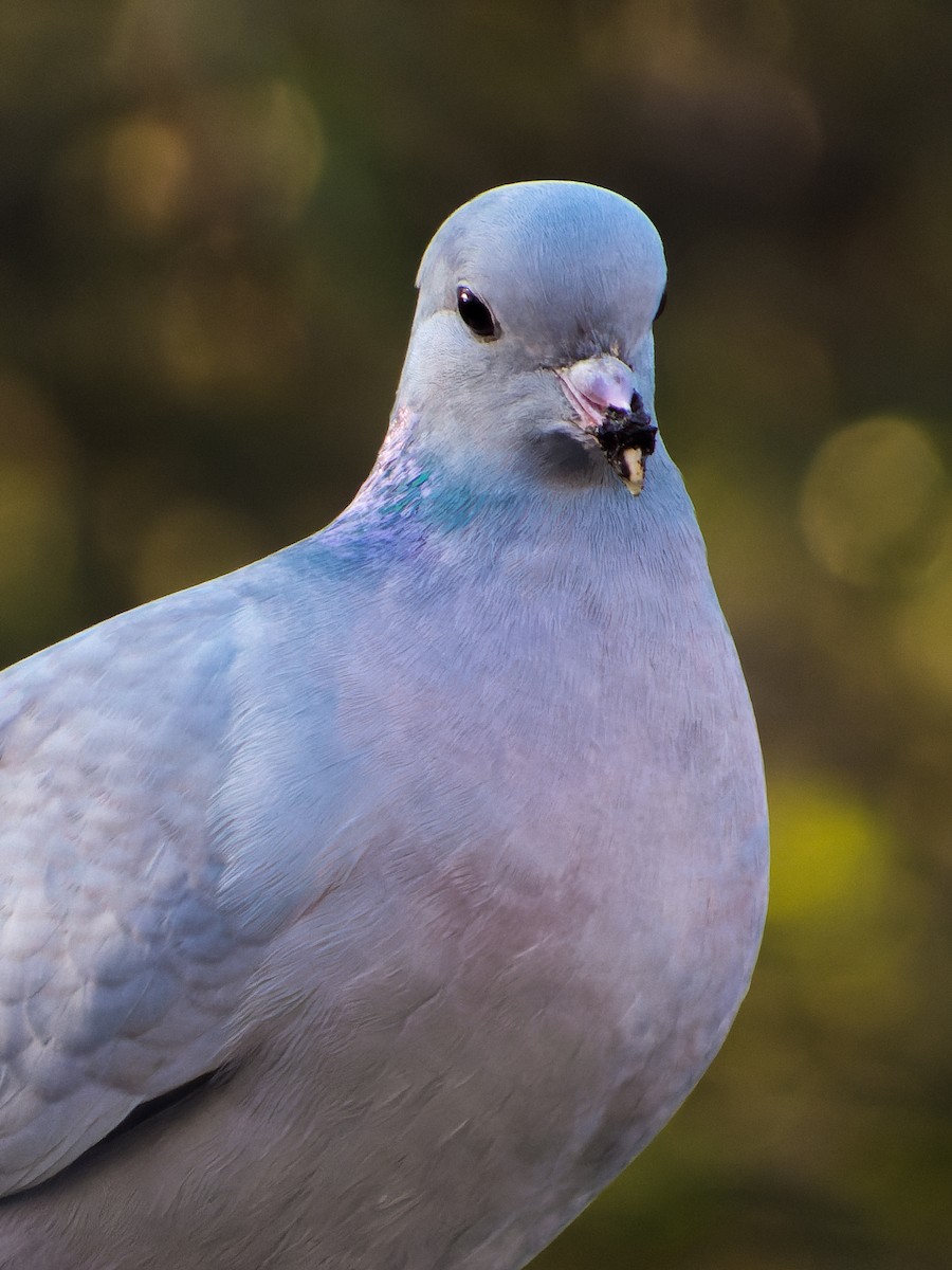Pigeon colombin - ML509595051