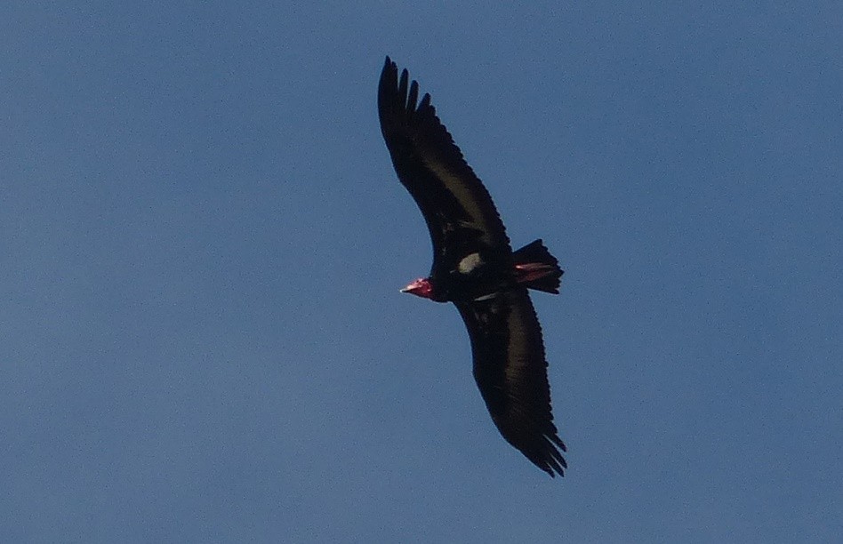 Red-headed Vulture - ML50959611