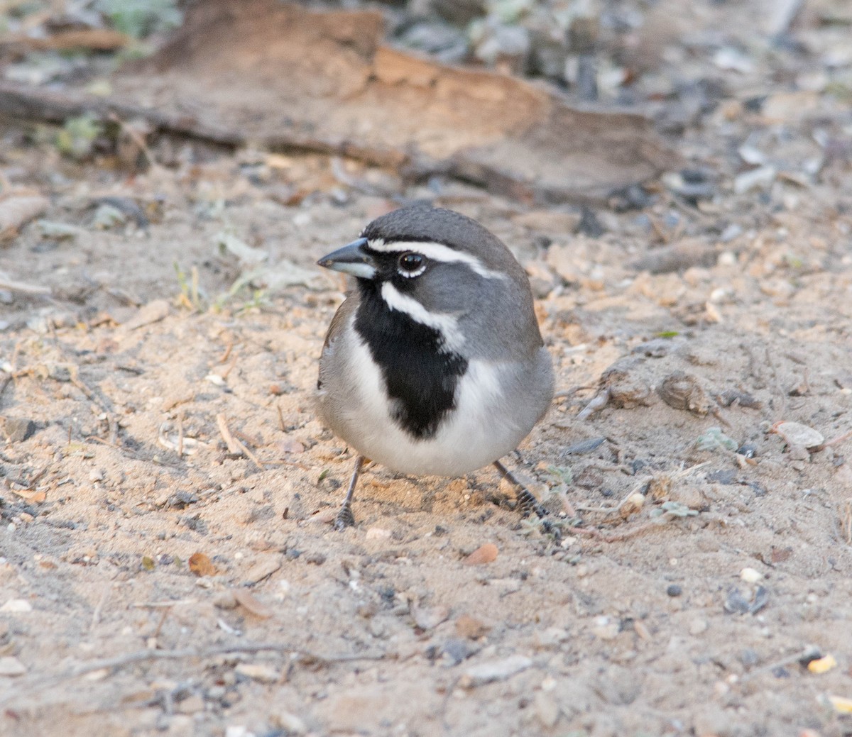 Black-throated Sparrow - ML50959621
