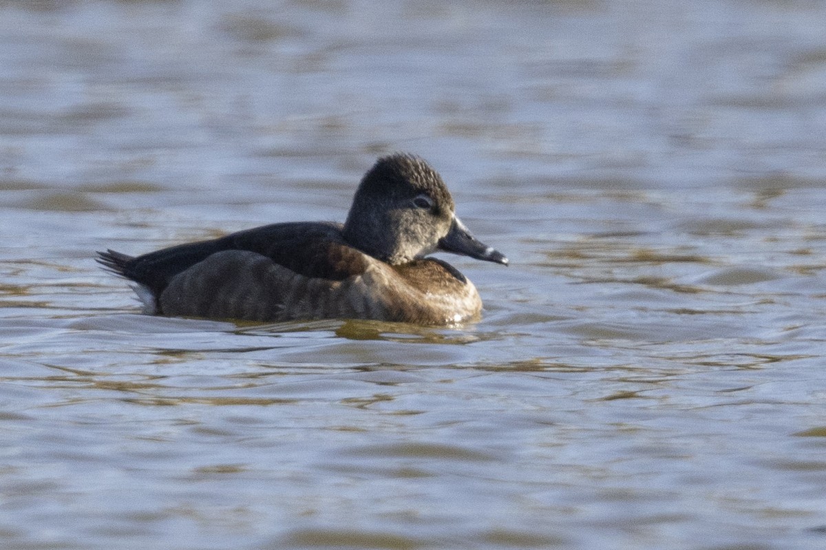 Ring-necked Duck - ML509598441