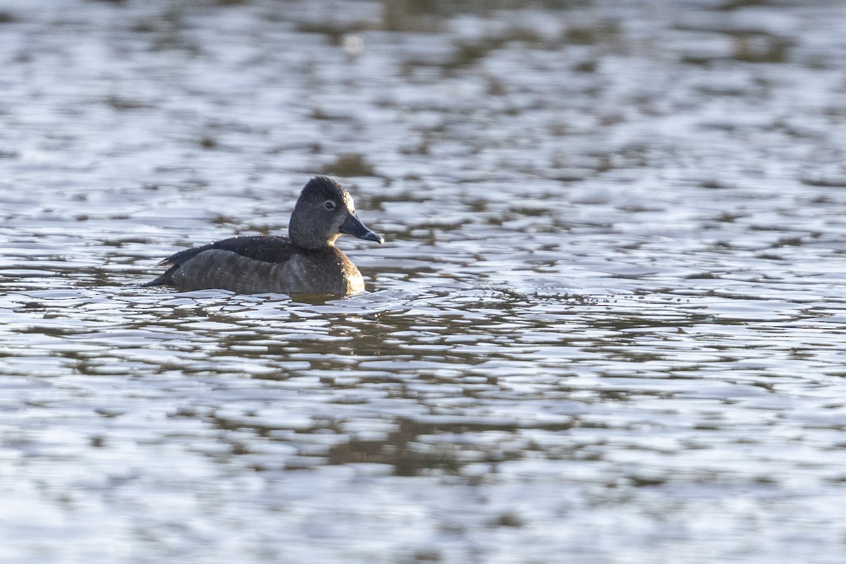 Ring-necked Duck - ML509598451