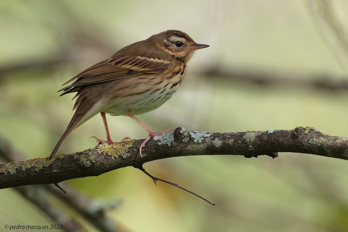 Olive-backed Pipit - ML509599521