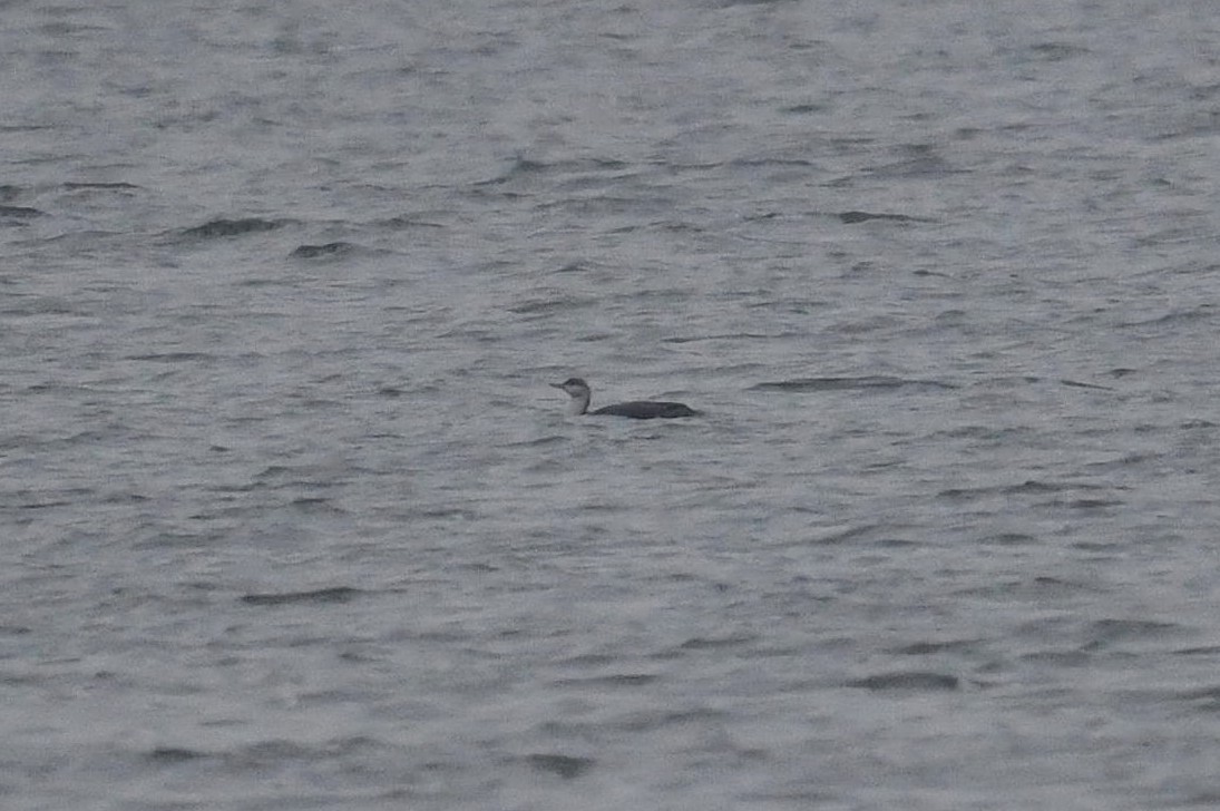Red-throated Loon - ML509599941