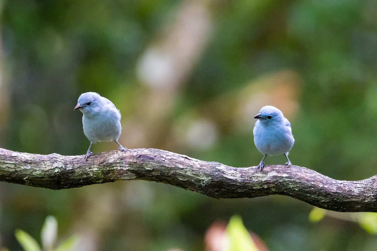 Blue-gray Tanager - ML509600091
