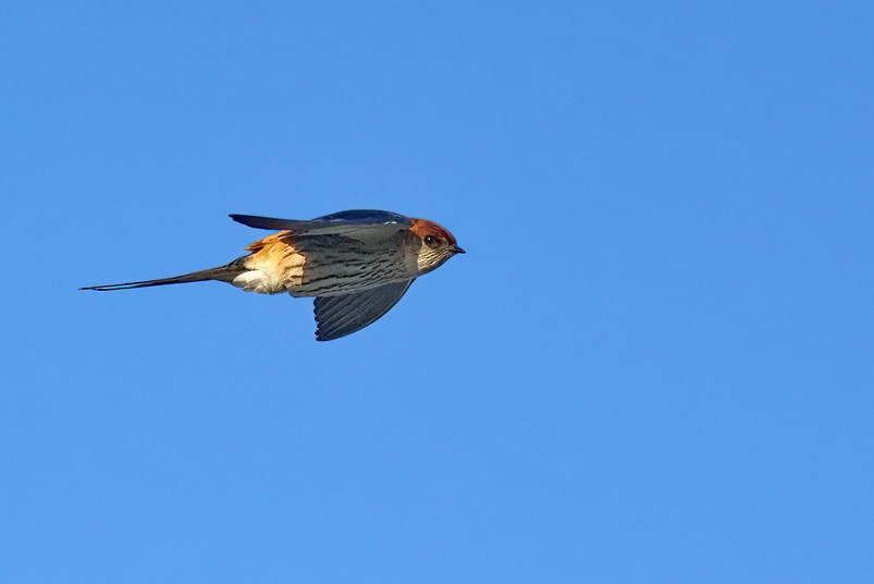 Greater Striped Swallow - ML509600611