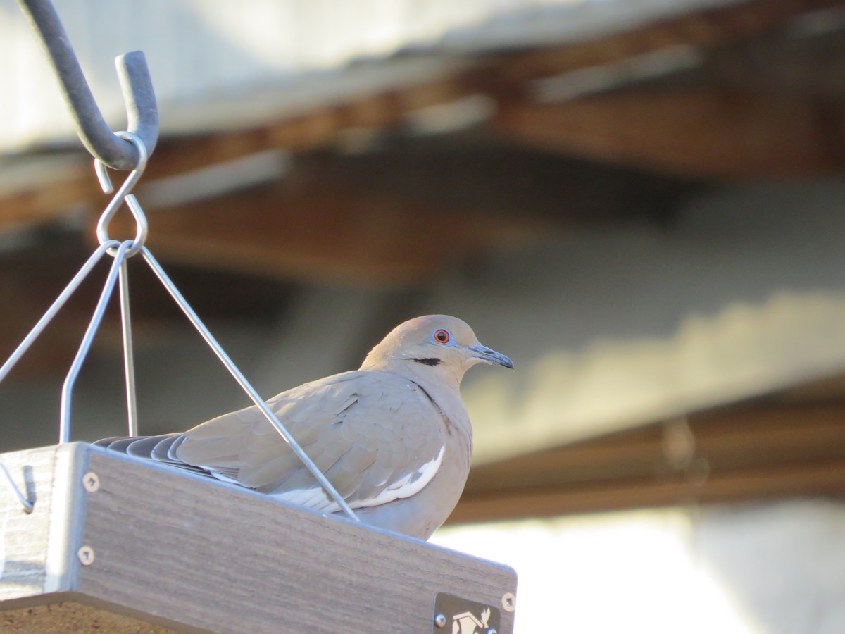 White-winged Dove - ML509603301