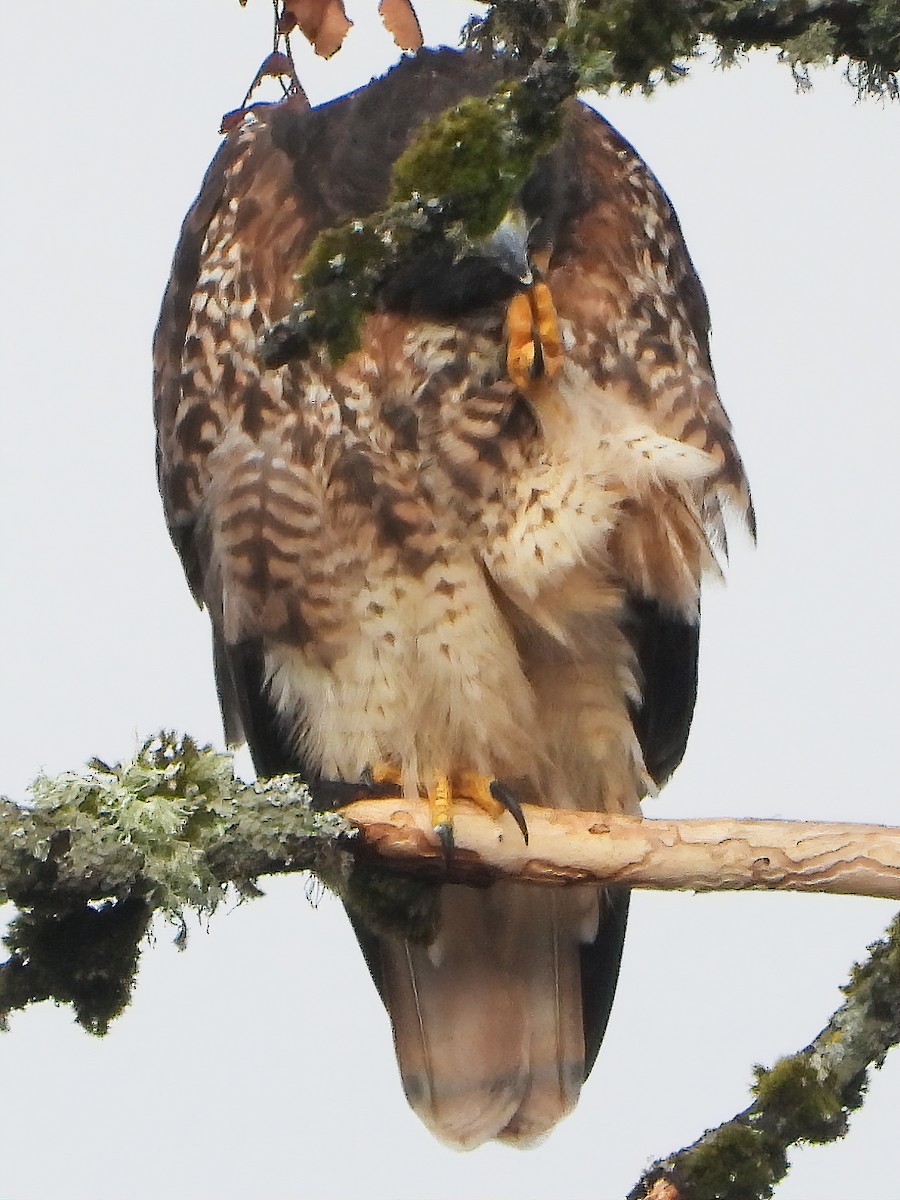 Red-tailed Hawk (calurus/alascensis) - ML509605001