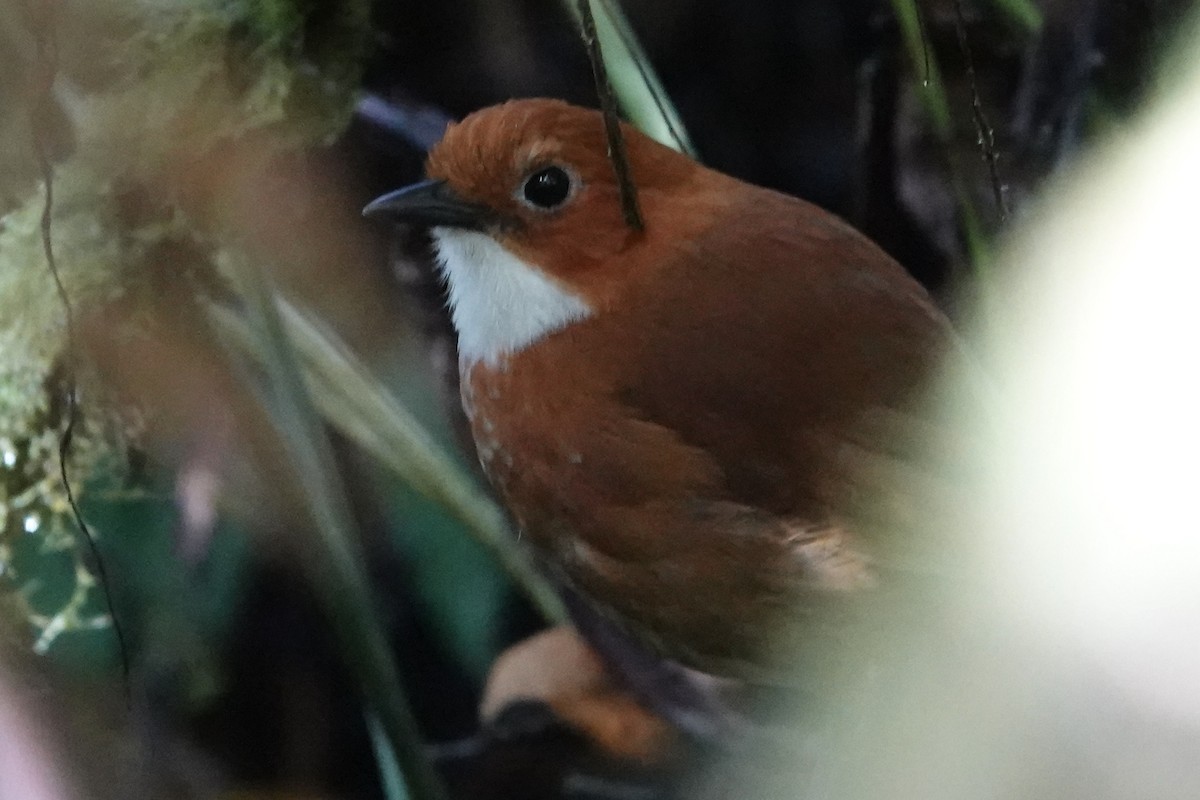 Red-and-white Antpitta - Gladys Wigg