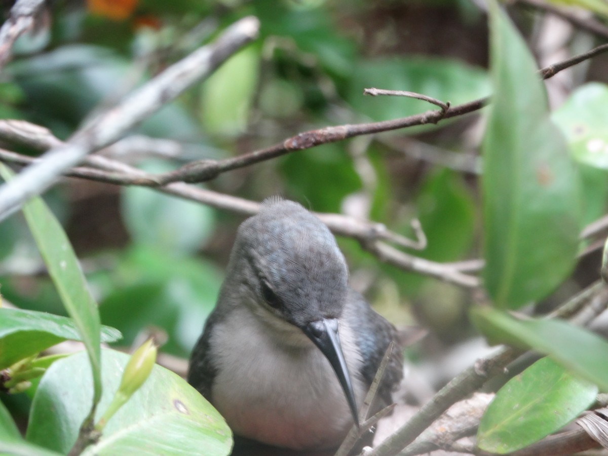 Mouse-colored Sunbird - Shedrack Barnaba