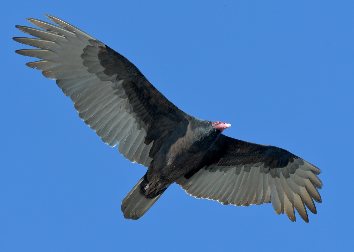Turkey Vulture - ML509611851