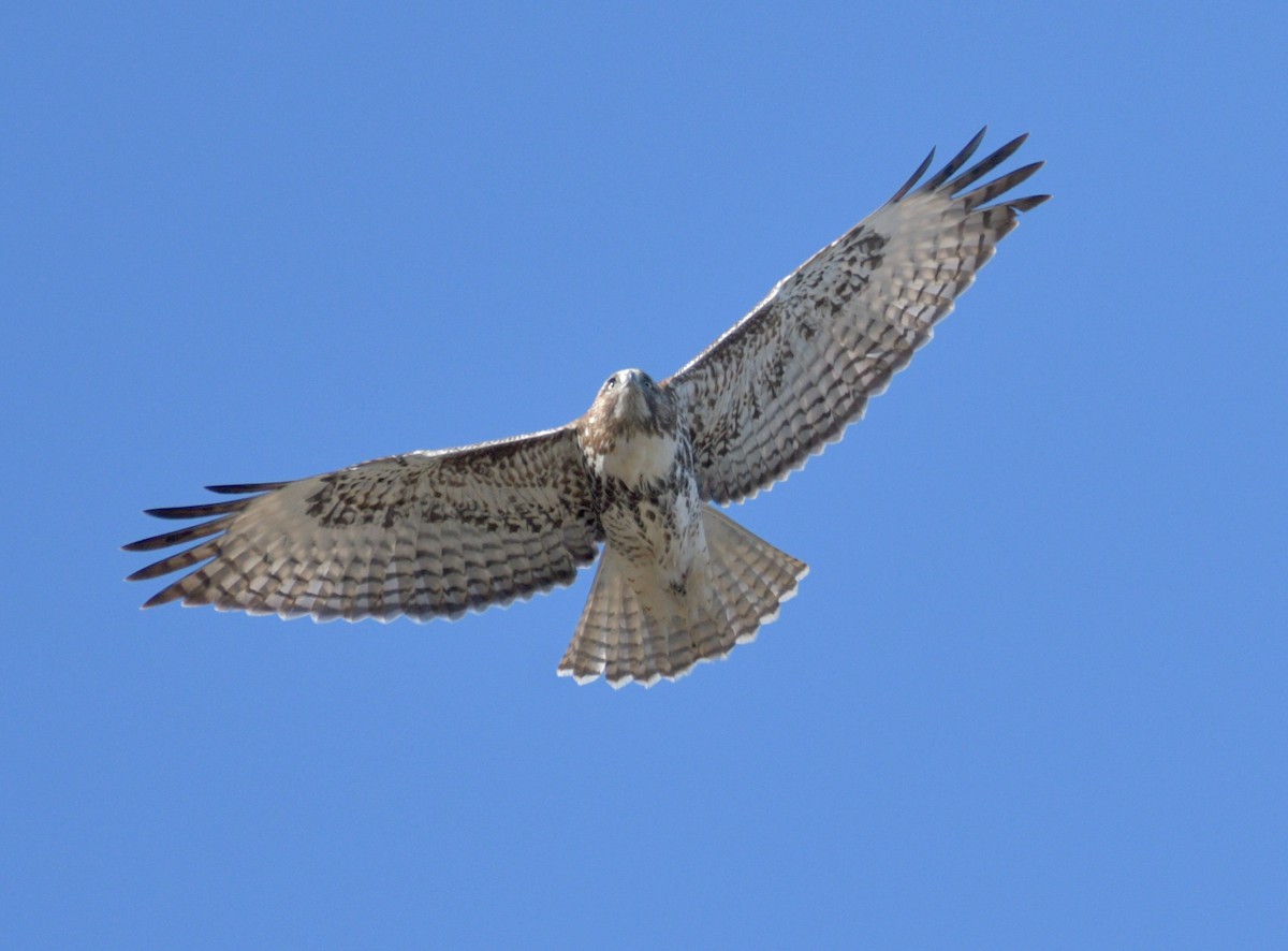 Red-tailed Hawk - ML509612031