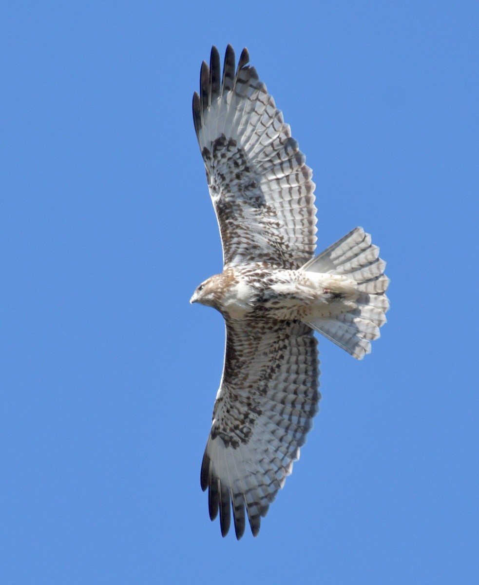 Red-tailed Hawk - ML509612041