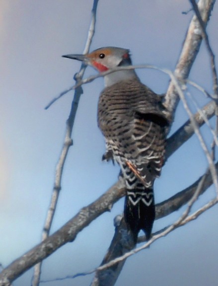 Northern Flicker (Red-shafted) - ML509612111