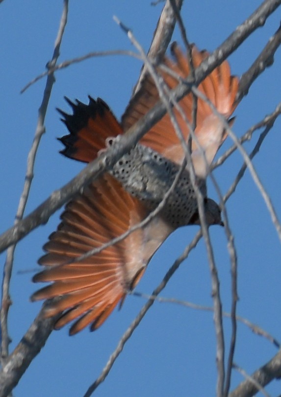 Northern Flicker (Red-shafted) - ML509612121