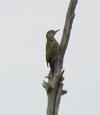 Eurasian Green Woodpecker - ML509612131