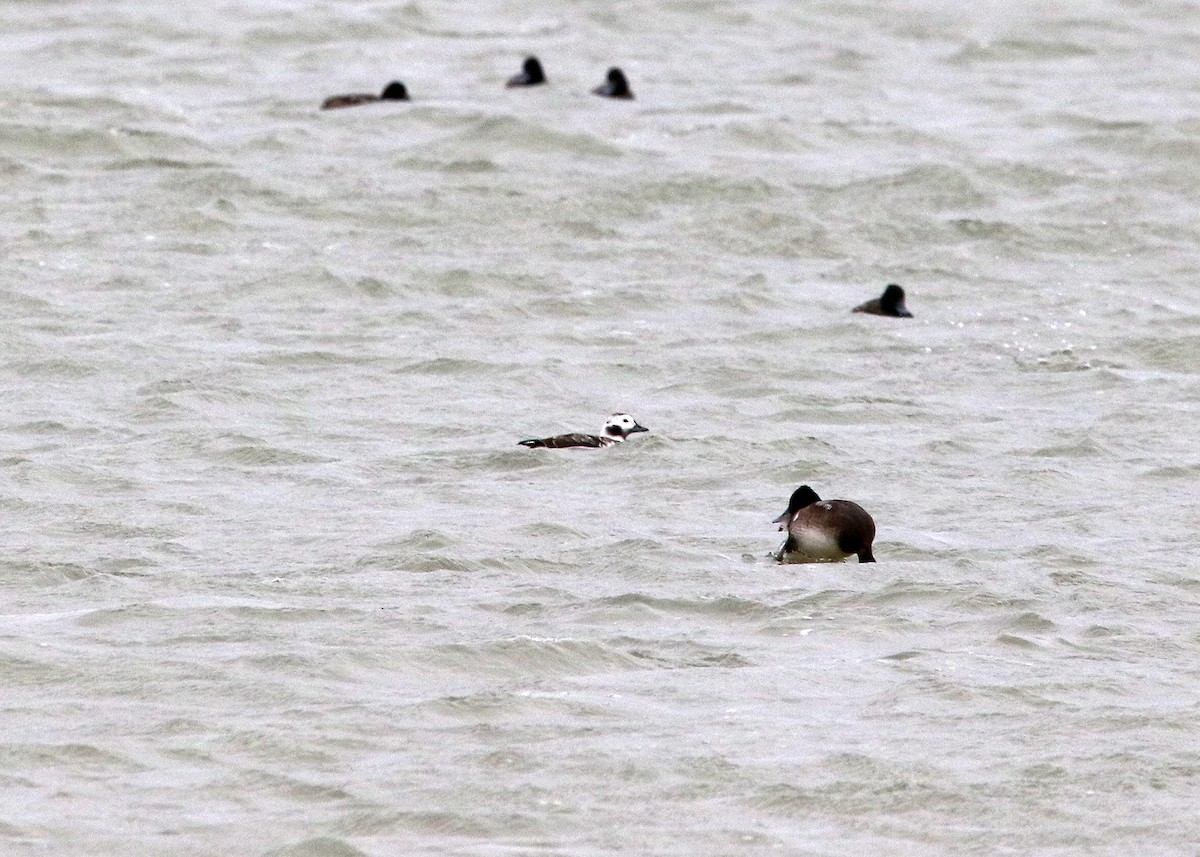 Long-tailed Duck - ML509613531