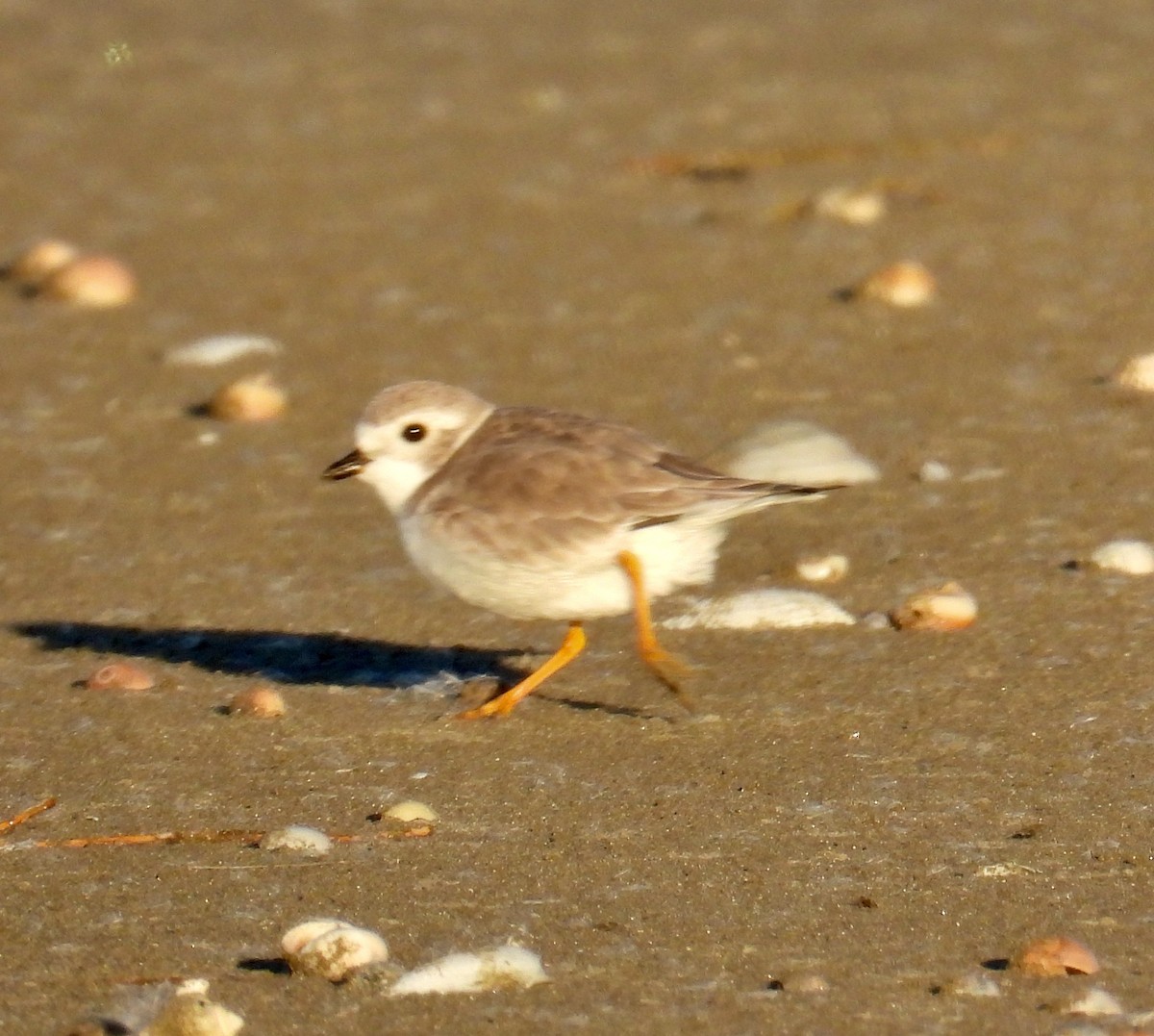 Piping Plover - ML509622571