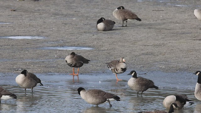 Greater White-fronted Goose - ML509624061