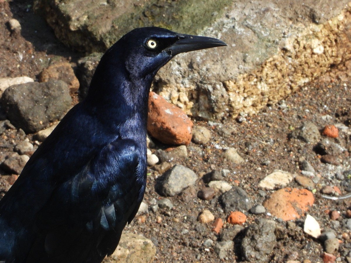 Great-tailed Grackle - ML509627941