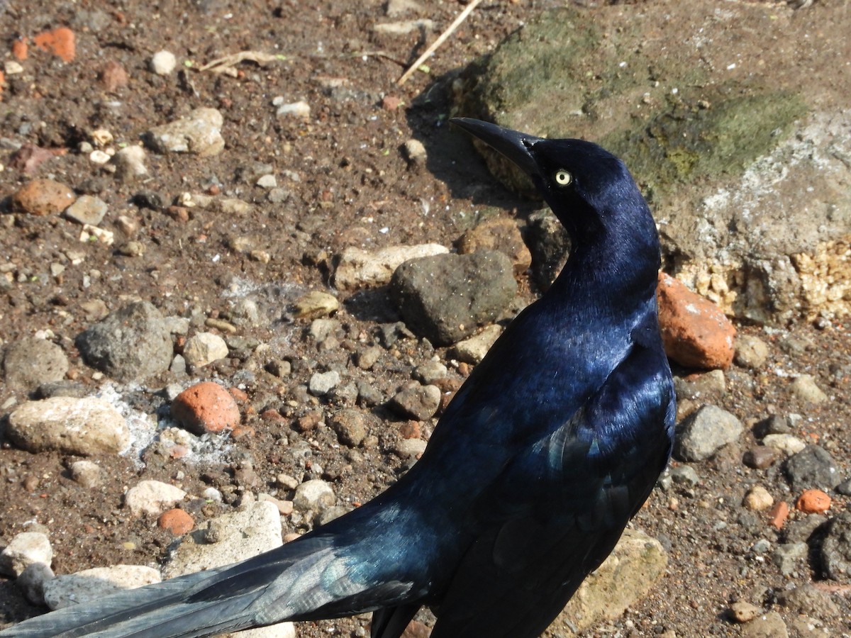 Great-tailed Grackle - ML509627961