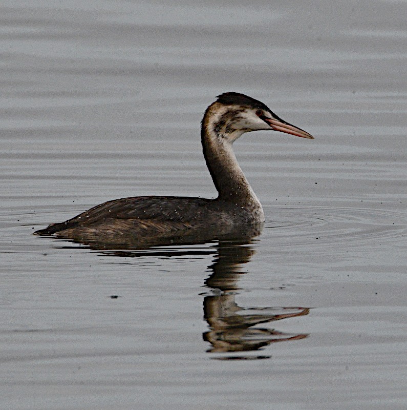 Great Crested Grebe - ML509630741