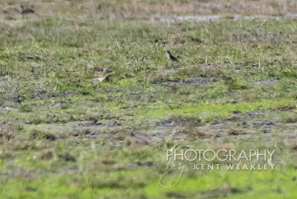 eBird Checklist 3 Dec 2022 Ft McCoy Sod Farms 13 species