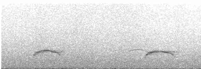 White-crested Elaenia - ML509637371