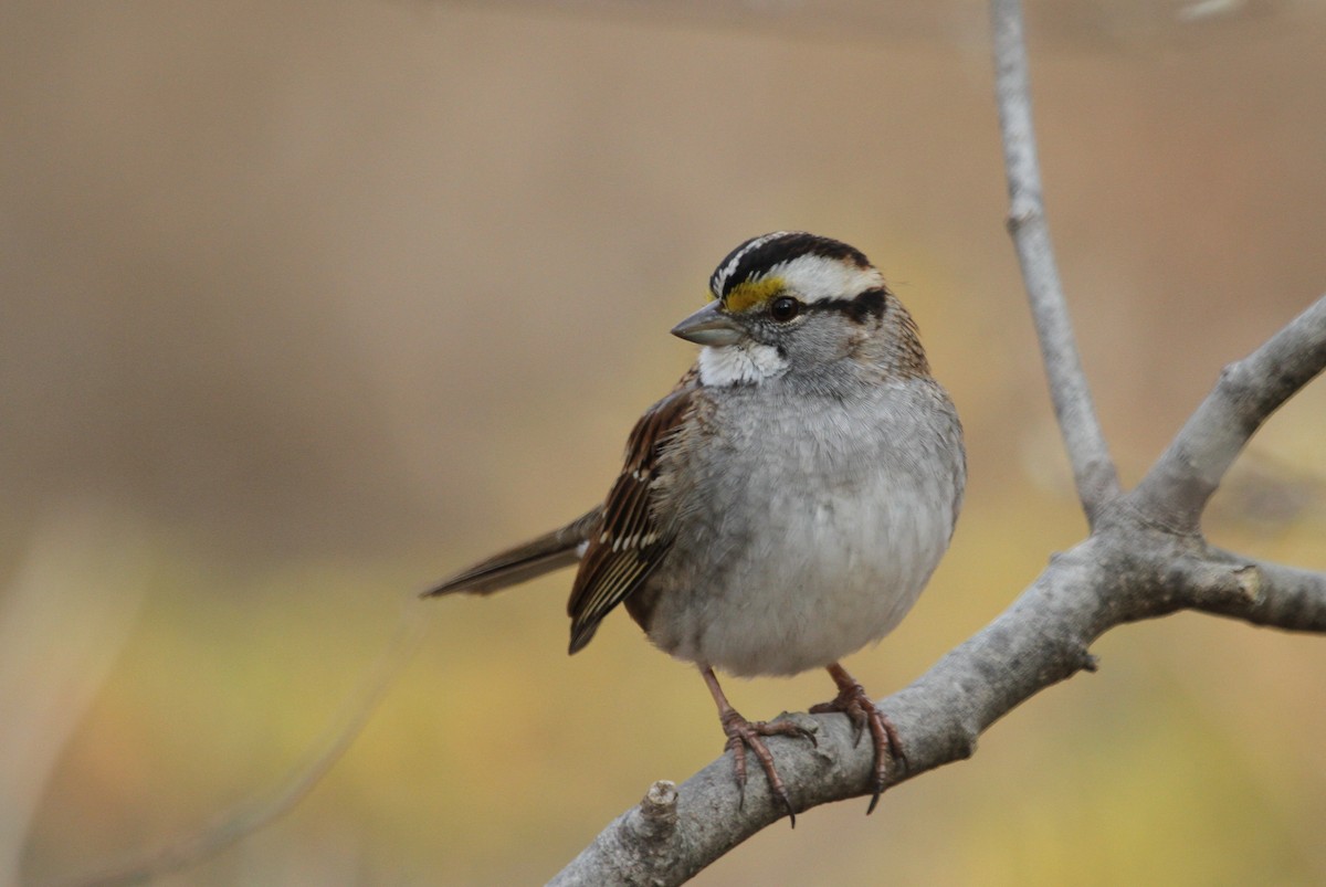 White-throated Sparrow - Anya Auerbach