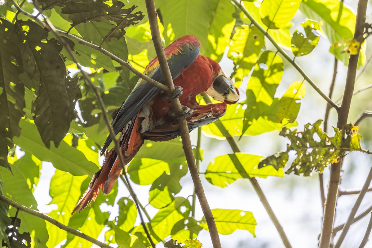 Scarlet Macaw - ML509641511