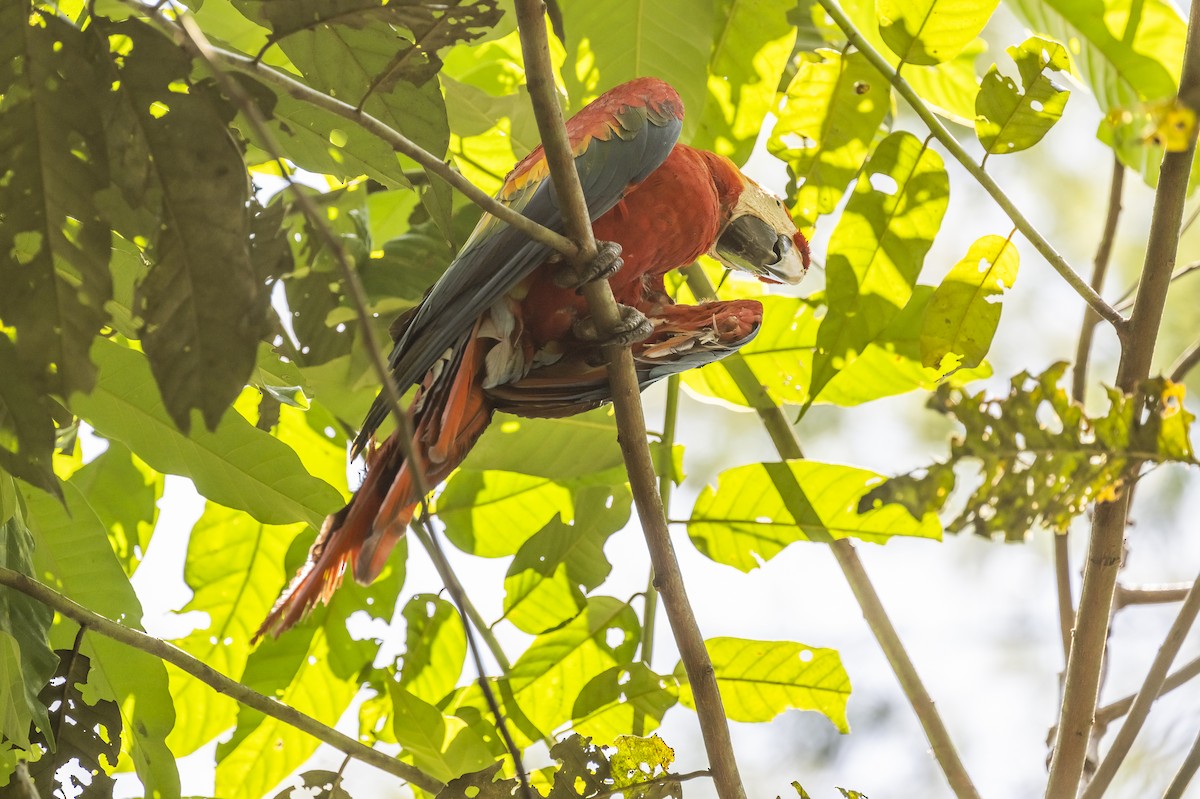 Scarlet Macaw - ML509641521