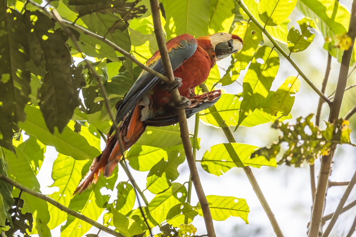 Scarlet Macaw - ML509641541