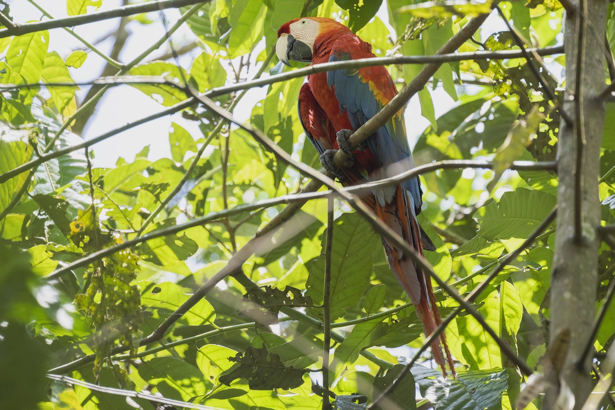 Scarlet Macaw - ML509641551