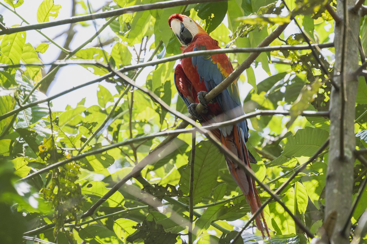 Scarlet Macaw - ML509641561