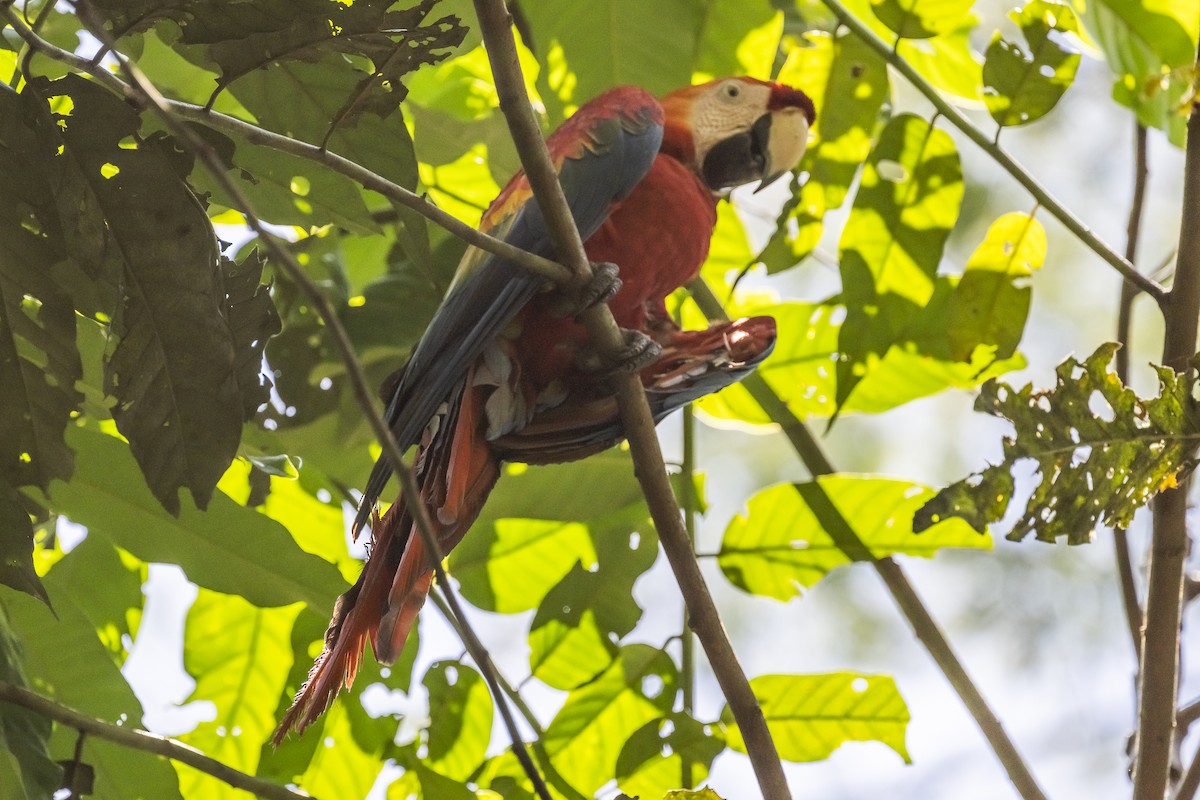 Scarlet Macaw - ML509641581
