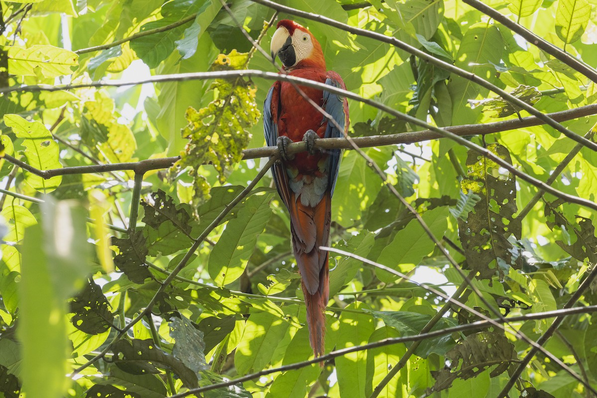 Scarlet Macaw - ML509641591