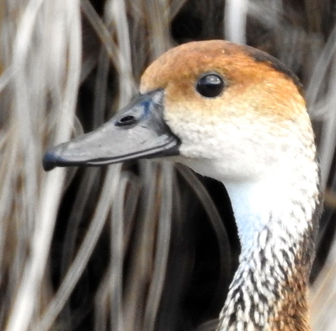 West Indian Whistling-Duck - ML50964331
