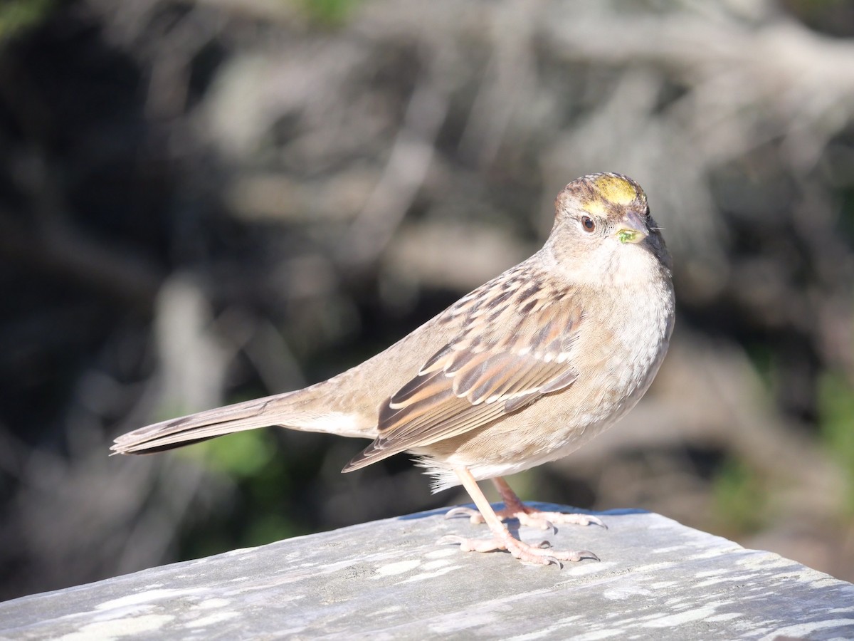 Golden-crowned Sparrow - ML509650291