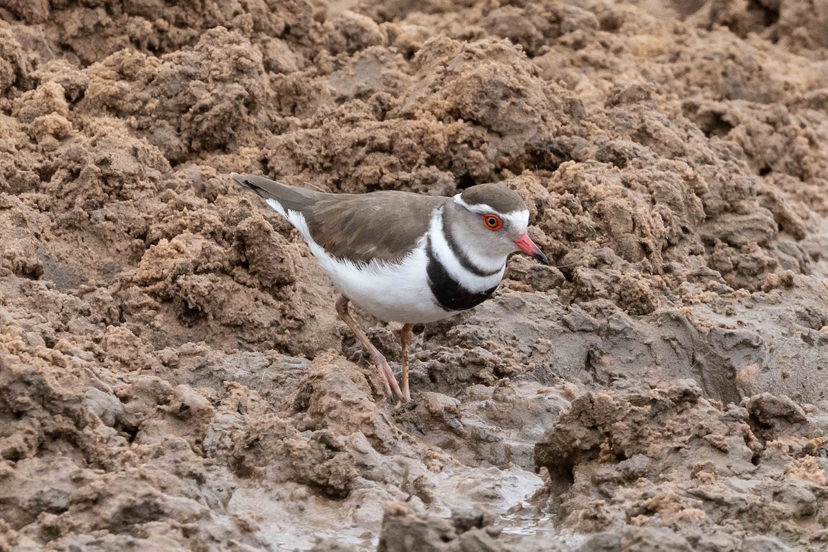 Three-banded Plover - ML509662731