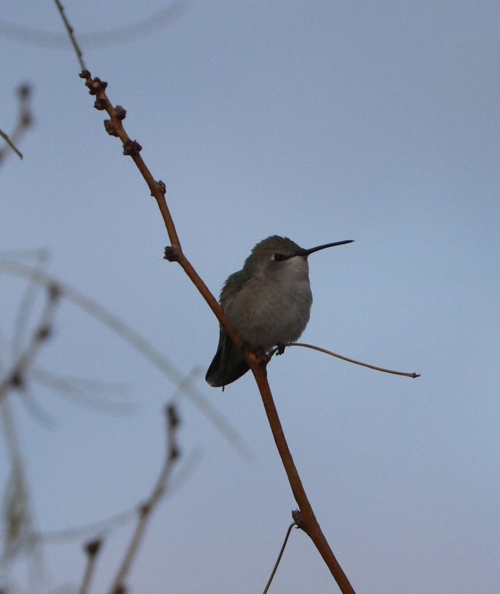 eBird Checklist 3 Dec 2022 Artesia Pahrump, Nv. 11 species