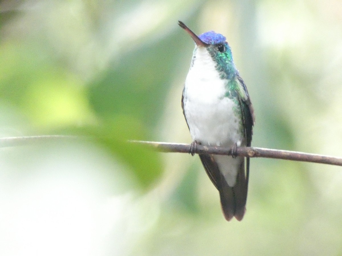 kolibřík andský - ML509676491